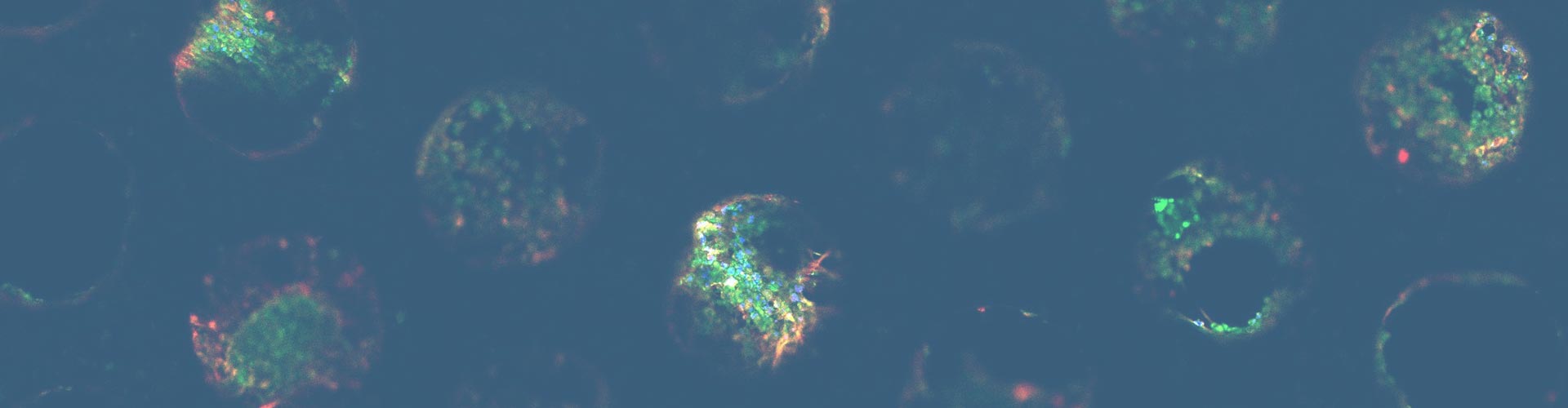 3d cell supply bg |