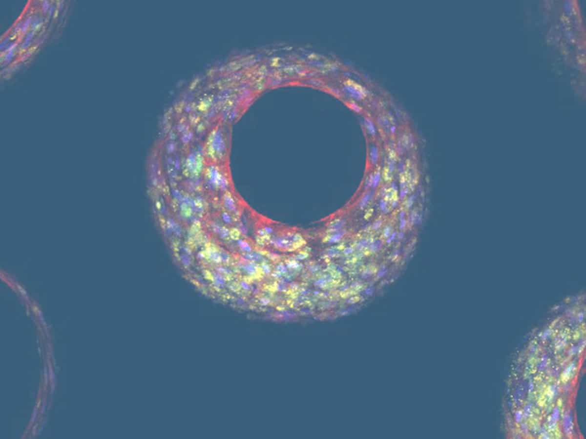 Drug bioavailability cells