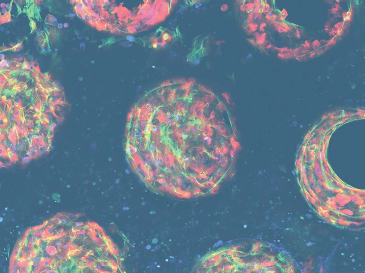 Drug metabolism cells