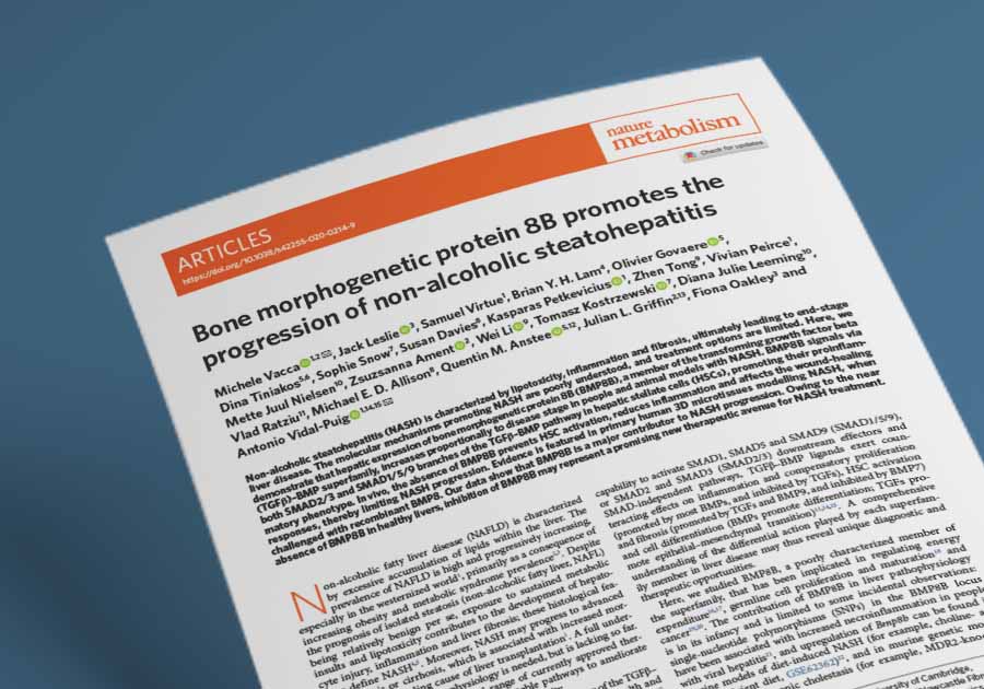 Bone morphogenetic | MASH In vitro services