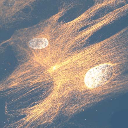 Safety toxicology cell image