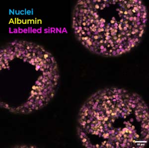cnb1334 oligo blog cells v1 | Oligonucleotide Therapeutics