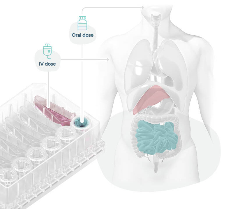 cnb416 fig3 v1 e1719527856701 | in vitro human gut/liver models