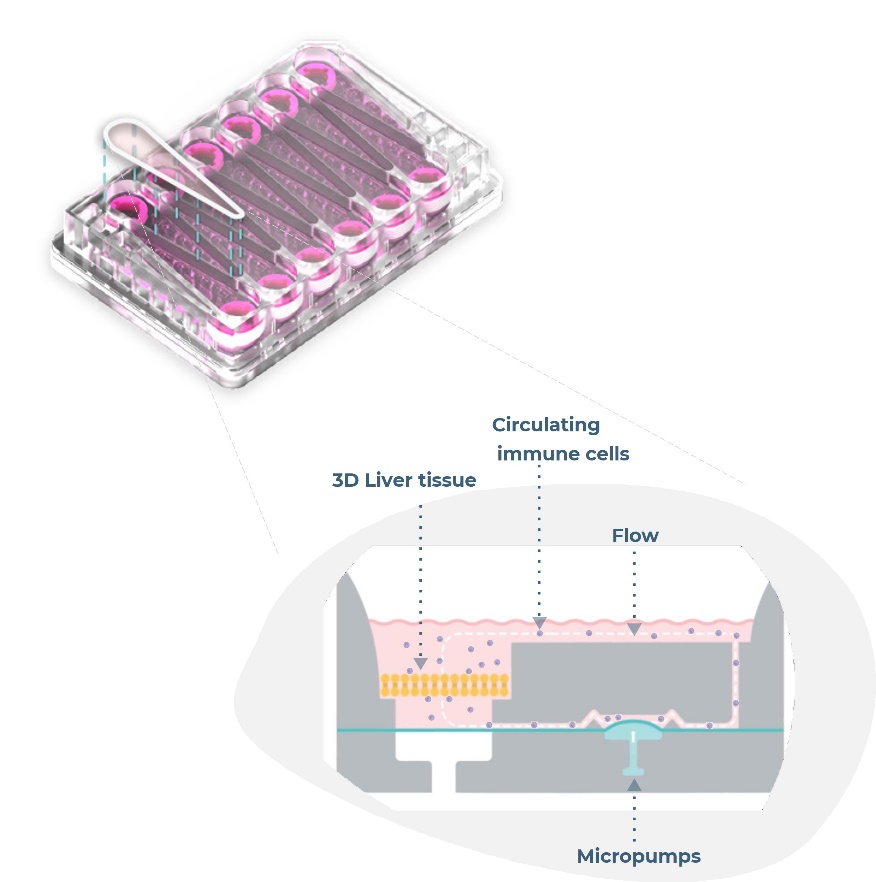 A PhysioMimix Liver-12 plate and cross section of one chip demonstrating how circulating immune cells incorporate into Liver-on-a-chip models.