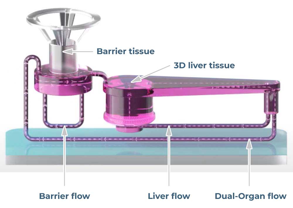 in vitro human gut/liver models
