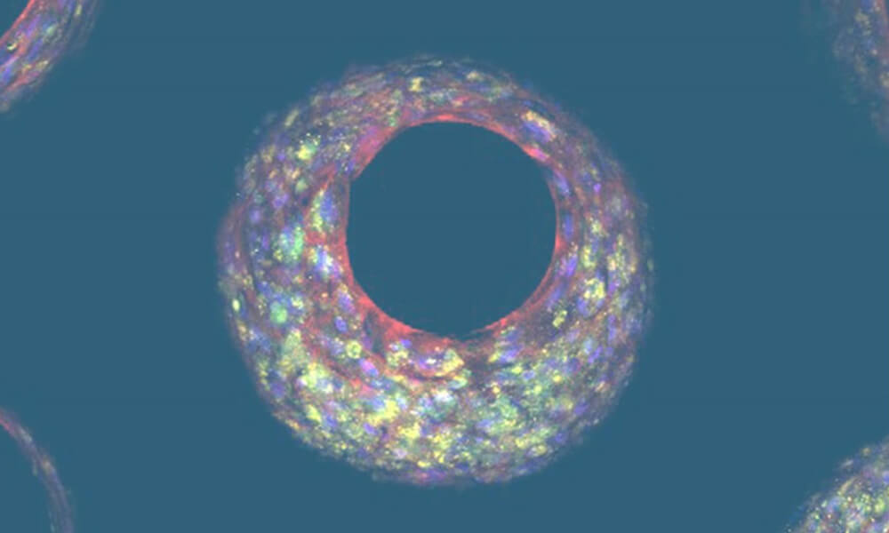 fig1 | organoids
