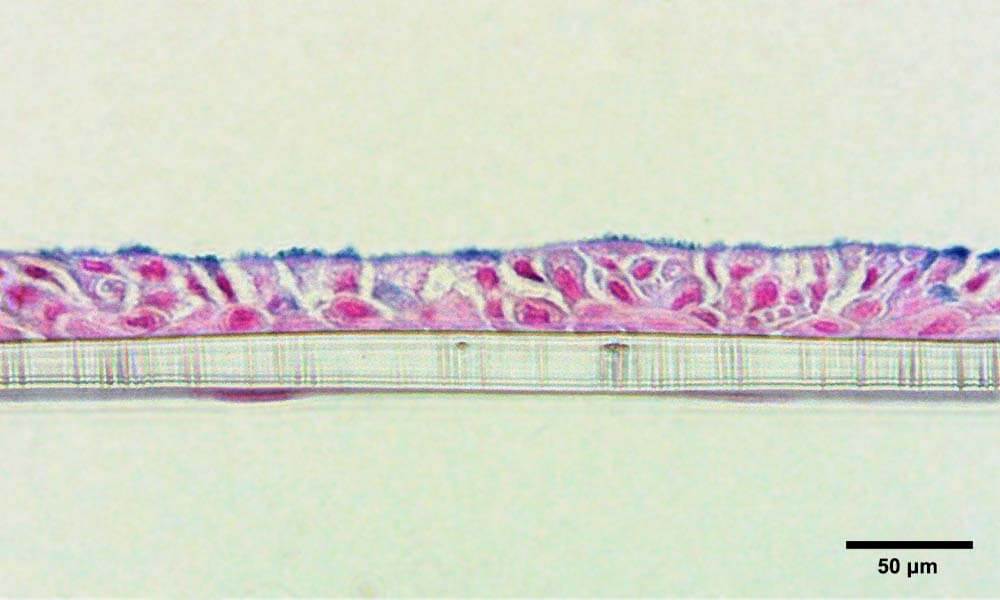 fig2 | organoids