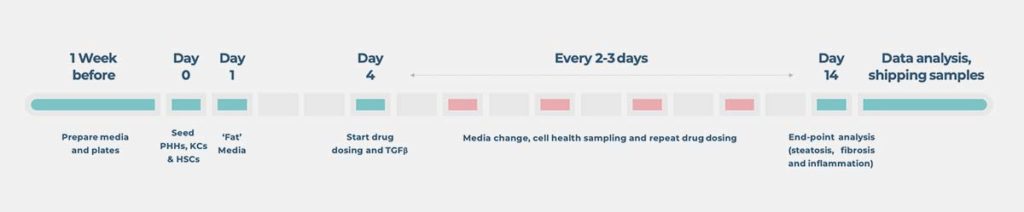 a Standard NASH cell culture timeline