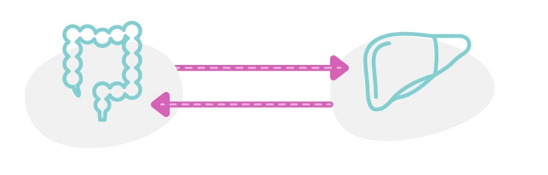 gut liver 4 | in vitro human gut/liver models