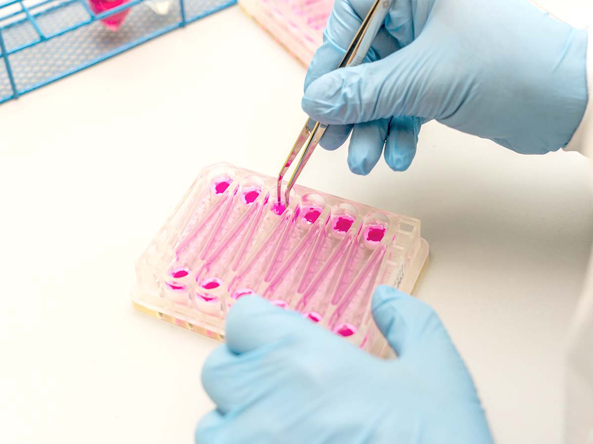 LC12 plate in lab