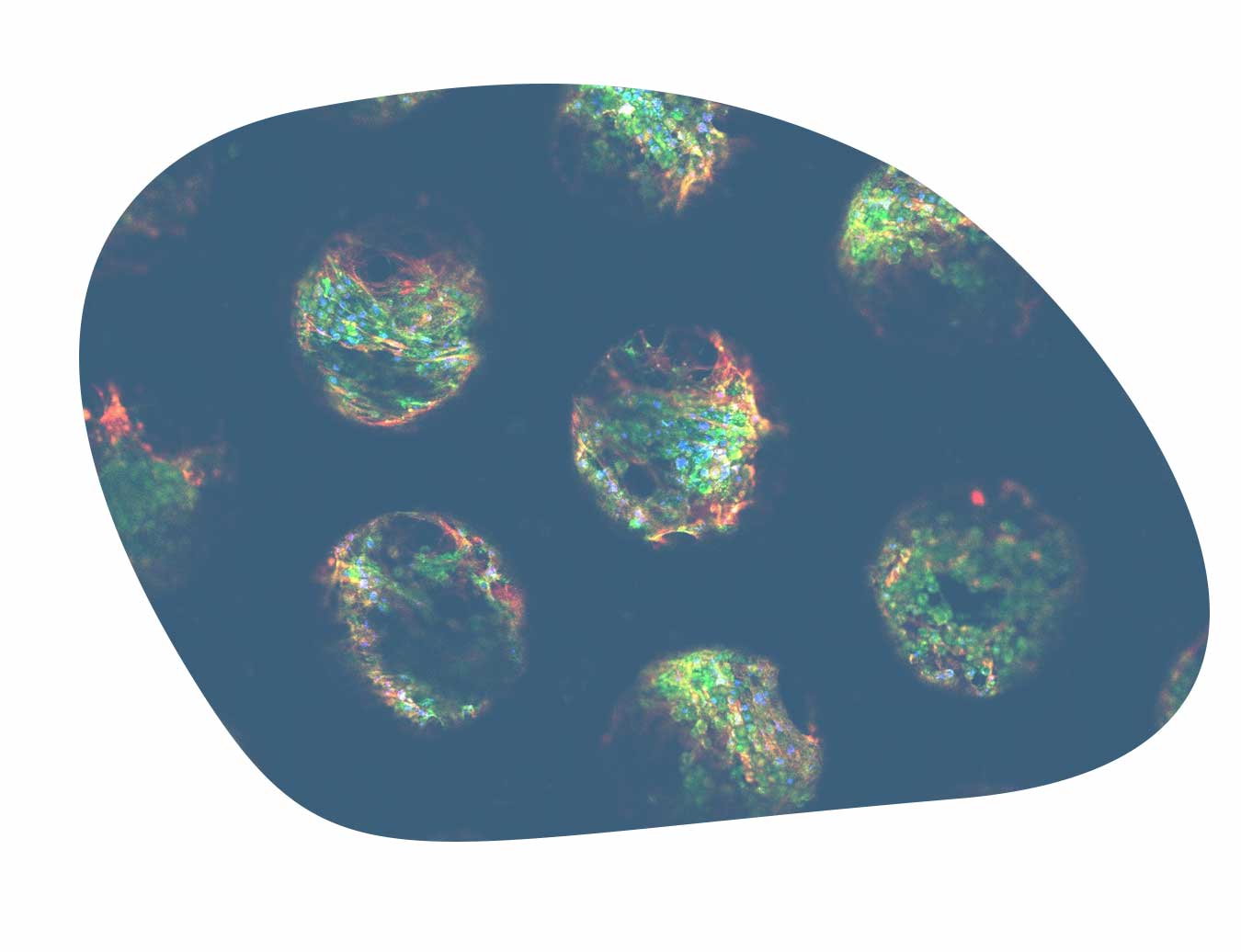 Drug-induced liver injury assay confocal image
