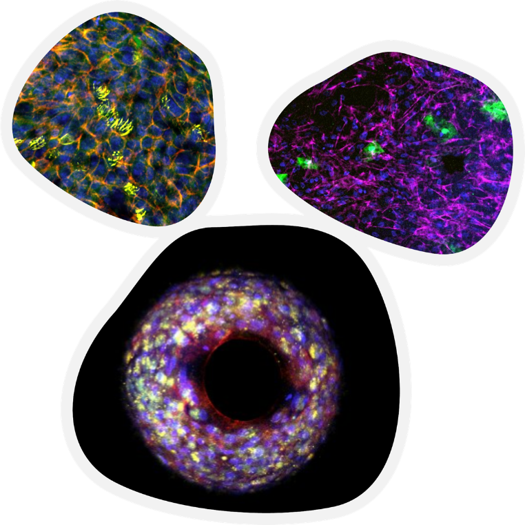 Three confocal images of organ models developed by CN Bio and cultured using PhysioMimix OOC.
