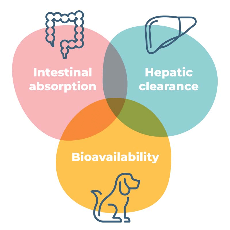 gut liver | Integrating in silico tools with Organ-on-a-chip